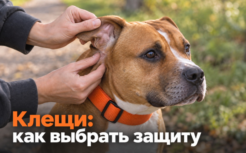 Клещи в 2026: как выбрать защиту, распознать подделку и спокойно гулять